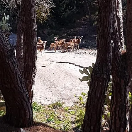 Lejlighed Il Nido Di Castagno